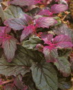 Purple Passion Vine , گینورا اورانتیاکا
